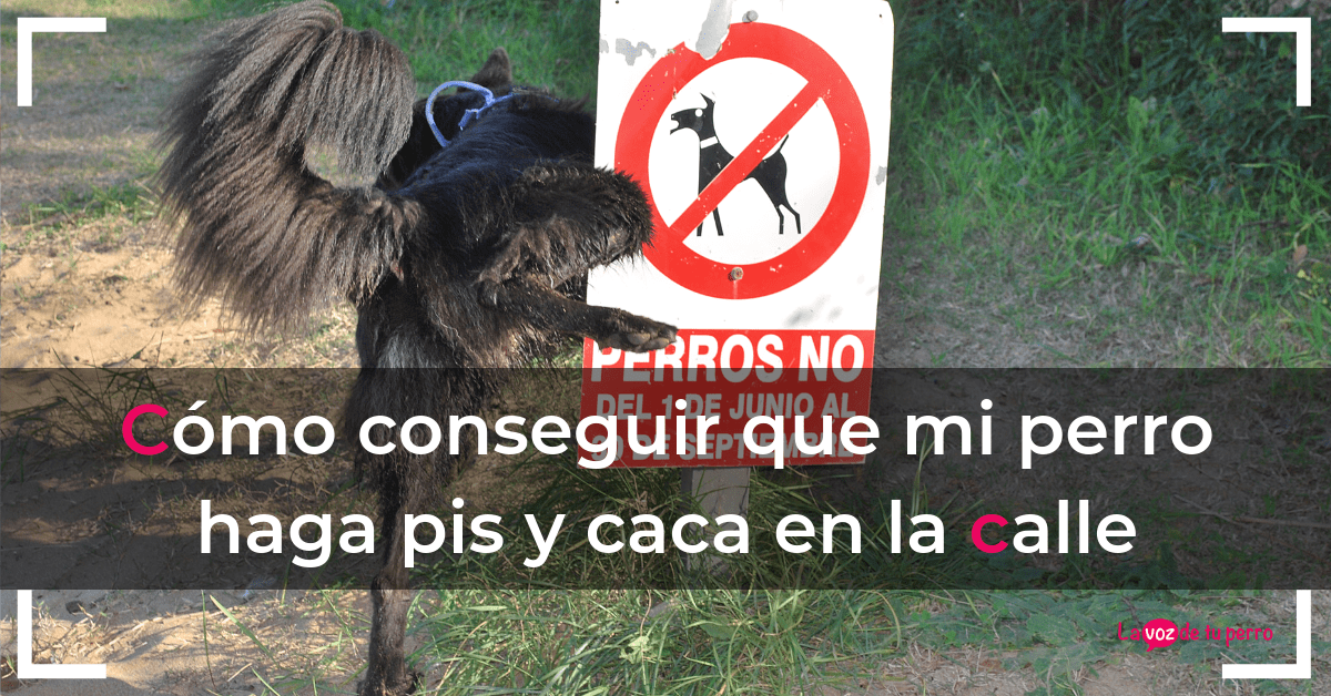 Cómo conseguir que tu perro haga pis y caca en la calle.La voz de tu perro