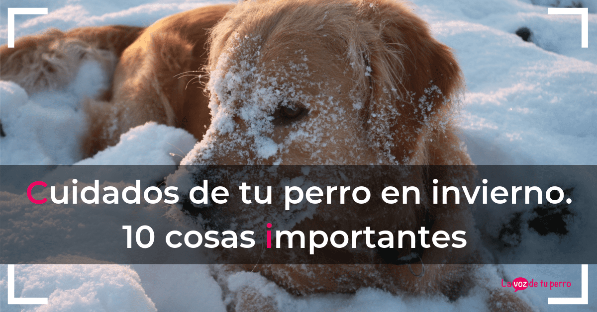 Cuidados de tu perro en invierno. 10 cosas importantes. La voz de tu perro
