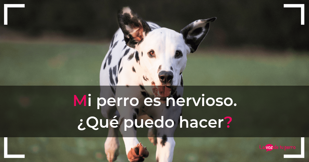 Mi perro es nervioso. ¿Qué puedo hacer?.La voz de tu perro