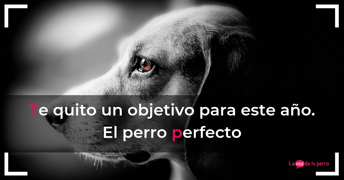 Te quito un objetivo para este año. El perro perfecto.La voz de tu perro