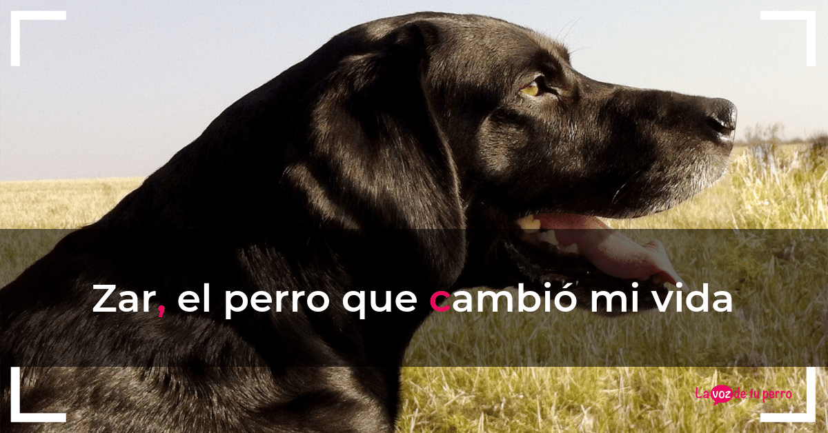 Zar, el perro que cambió mi vida. La voz de tu perro