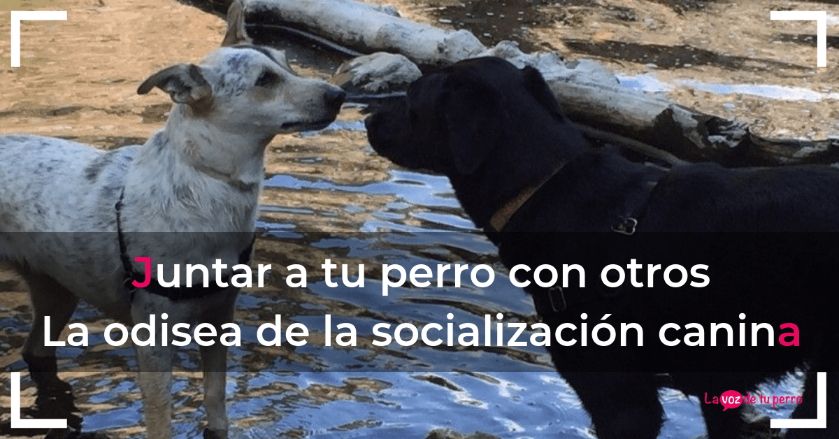 Juntar-a-mi-perro-con-otros.-La-odisea-de-la-socialización-canina. La Voz de tu perro
