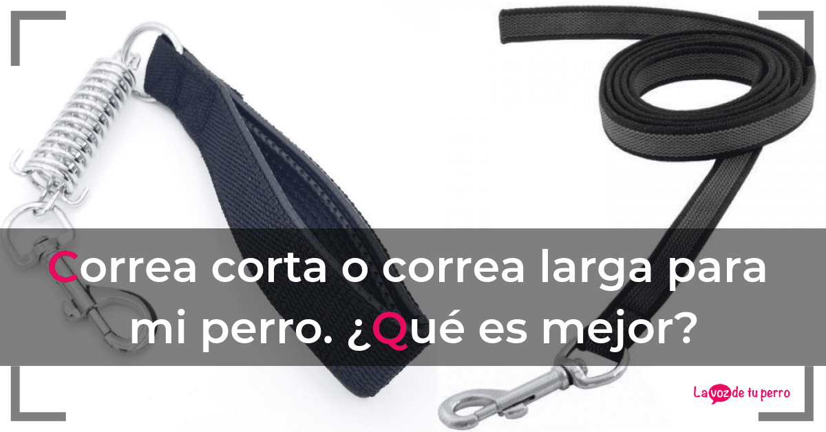 Correa corta o correa larga para mi perro. ¿Qué es mejor?.La voz de tu perro.png