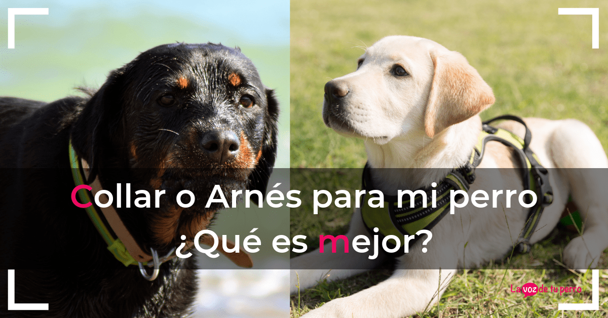 Collar o Arnés para mi perro. ¿Qué es mejor?. La voz de tu perro