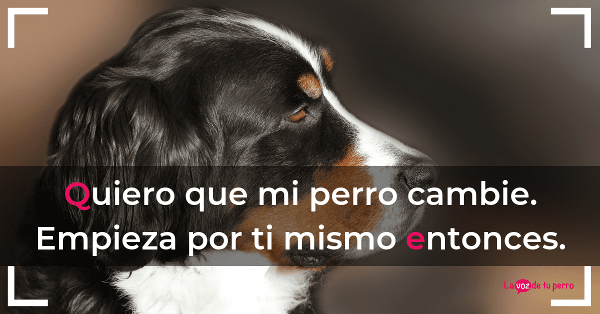 Quiero que mi perro cambie. Empieza por ti mismo entonces.La voz de tu perro