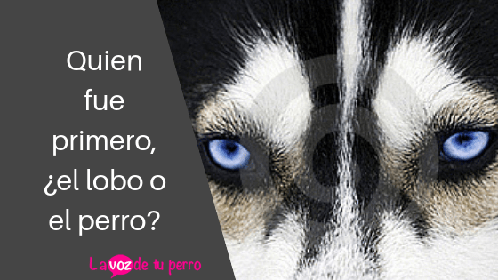 ¿Quién fue primero,¿el lobo o el perro?La voz de tu perro