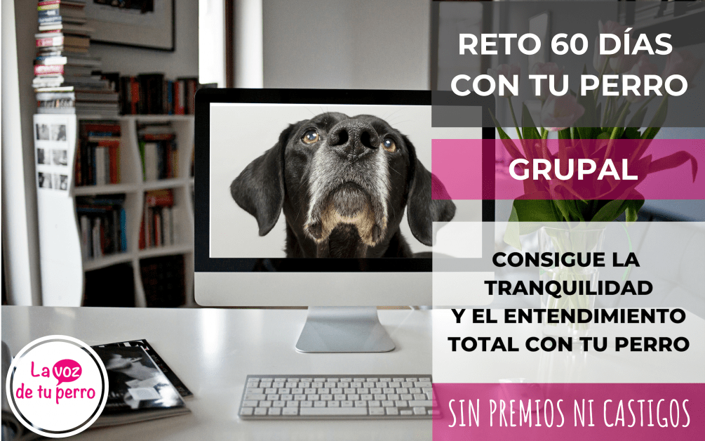 Foto web servicio Reto 60 días con tu perro grupal Foto web servicio Reto 60 días con tu perro grupal