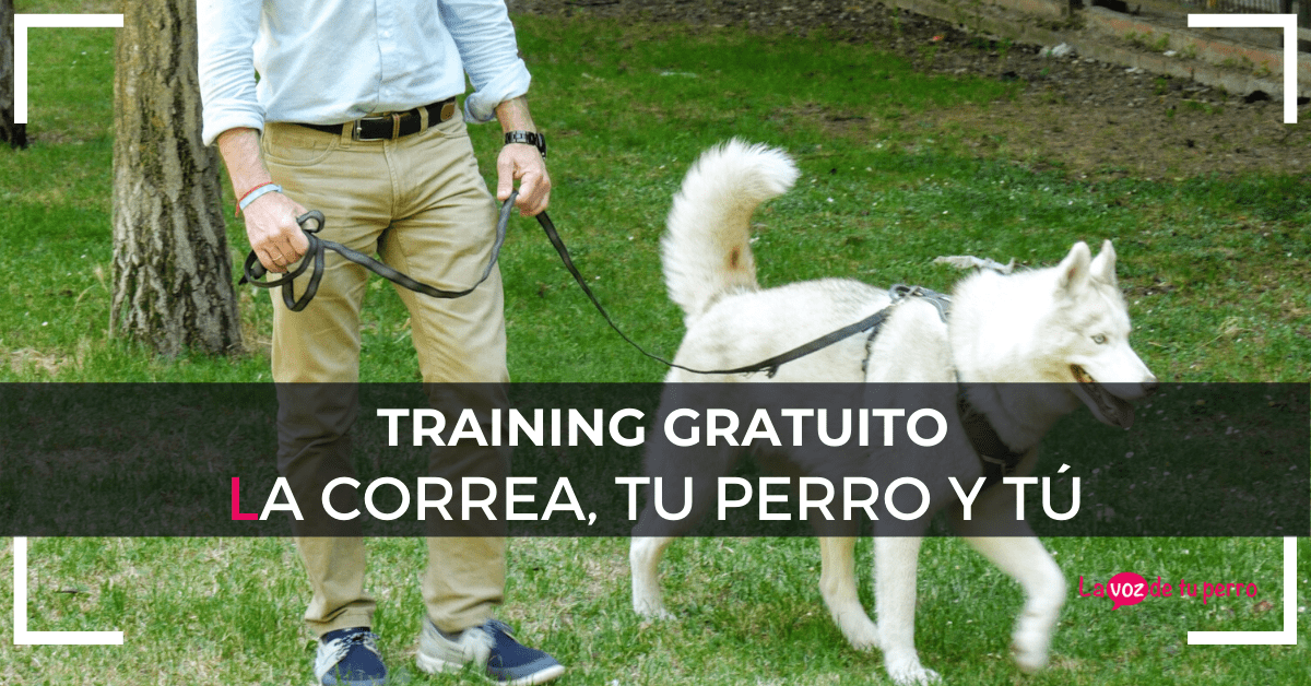 Training gratuito. La correa, tu perro y tú. La voz de tu perro Training gratuito. La correa, tu perro y tú. La voz de tu perro