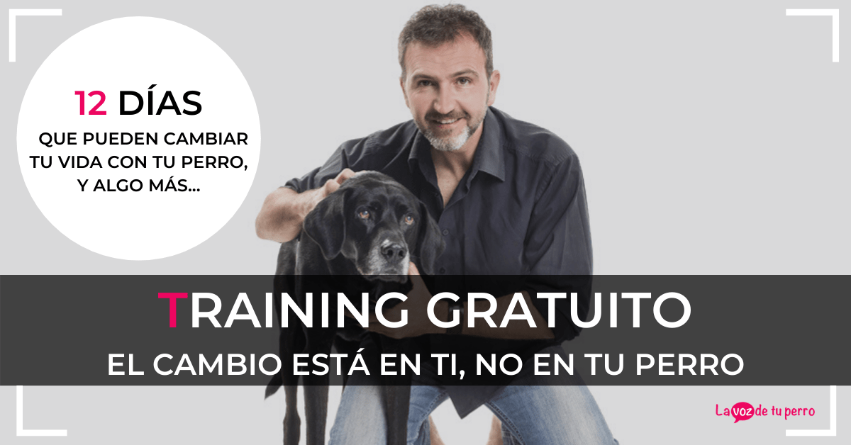 imagen curso gratuito el cambio esta en ti no en tu perro La voz de tu perro Curso gratuito el cambio esta en ti no en tu perro La voz de tu perro