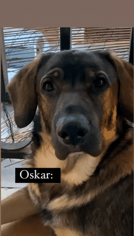 Gif Oskar, Sienta!-low Gif Oskar sienta La Voz de tu perro
