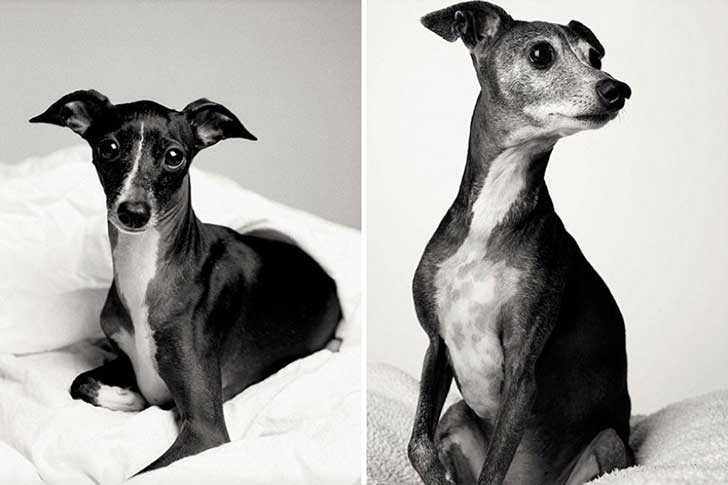¿Cómo será tu perro de viejo?Audrey de 3 a 12 años ¿Cómo será tu perro de viejo?Audrey de 3 a 12 años