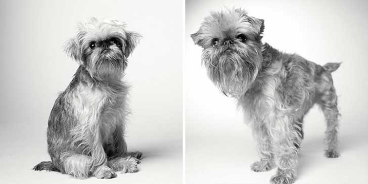 ¿Cómo será tu perro de viejo?Briscoe 1 año a 10 años ¿Cómo será tu perro de viejo?Briscoe 1 año a 10 años