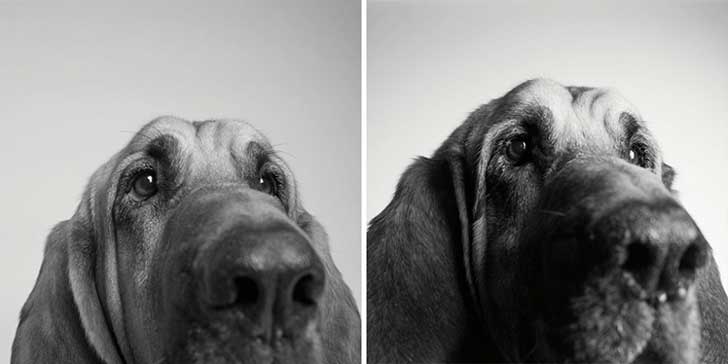 ¿Cómo será tu perro de viejo? Cooper de 5 a 10 años ¿Cómo será tu perro de viejo? Cooper de 5 a 10 años