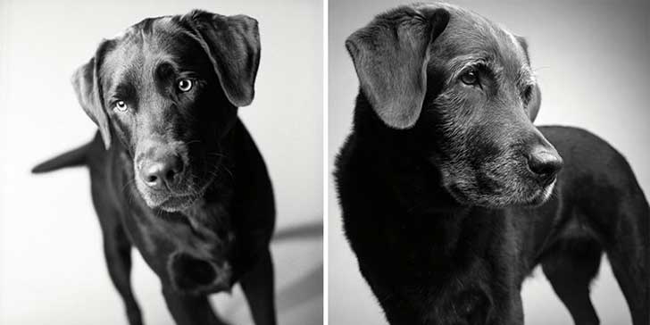 ¿Cómo será tu perro de viejo? Corbet de 2 a 11 años ¿Cómo será tu perro de viejo? Corbet de 2 a 11 años