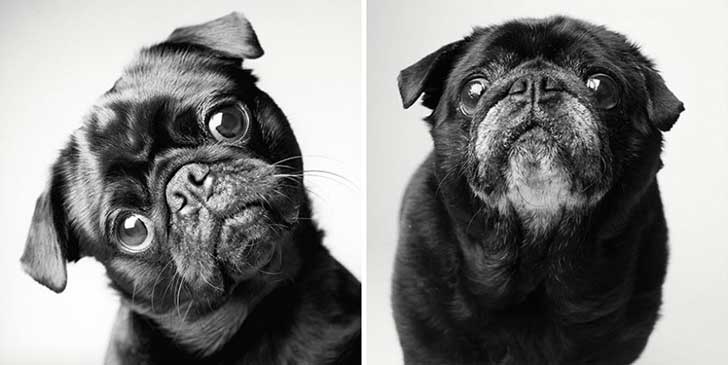 ¿Cómo será tu perro de viejo?Fred de 2 a 10 años ¿Cómo será tu perro de viejo?Fred de 2 a 10 años