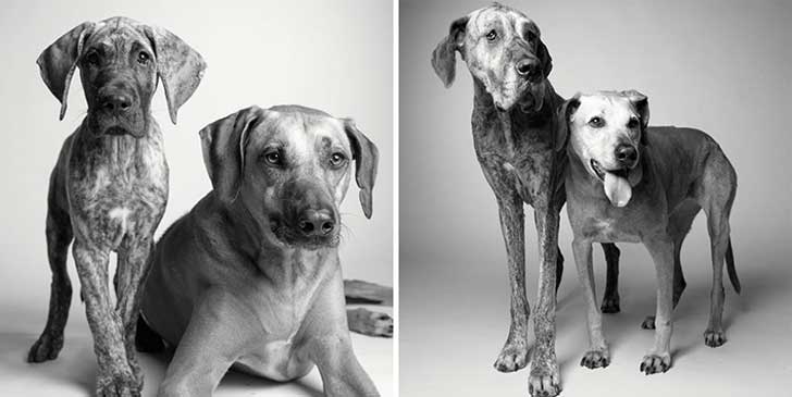 ¿Cómo serátu perro de viejo?Kayden y Brodie de 11 meses y 5 años a 7 años y 12 años ¿Cómo serátu perro de viejo?Kayden y Brodie de 11 meses y 5 años a 7 años y 12 años