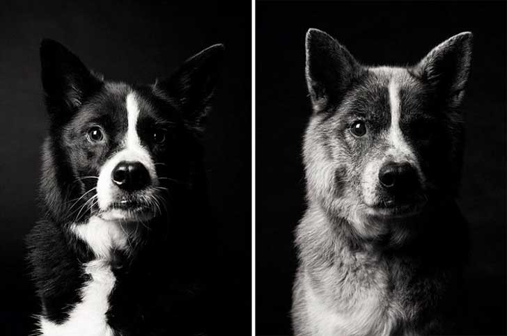 ¿Cómo será tu viejo de perro de viejo?Maddy 5 años a 10 años ¿Cómo será tu viejo de perro de viejo?Maddy 5 años a 10 años
