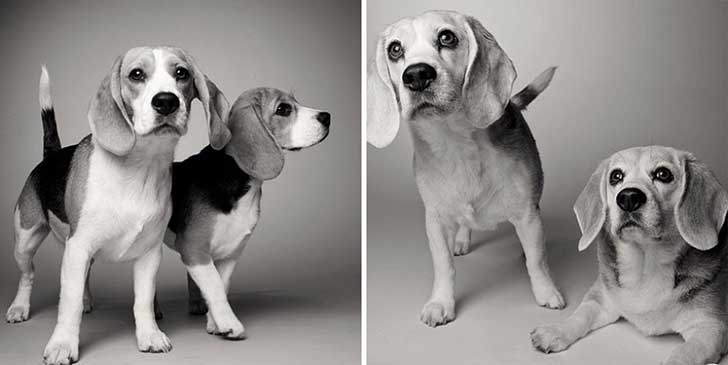 ¿Cómo será tu perro de viejo?Sidney y Savanna de 16 mese y 9 meses a 10 y 9 años ¿Cómo será tu perro de viejo?Sidney y Savanna de 16 mese y 9 meses a 10 y 9 años