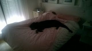 dormir con mi perro lasiesta dormir con mi perro la siesta