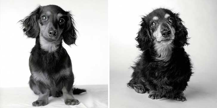¿Cómo será tu perro de viejo?lily 8 meses a 15 años- ¿Cómo será tu perro de viejo?lily 8 meses a 15 años-