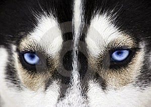 lobo o perro lobo o perro