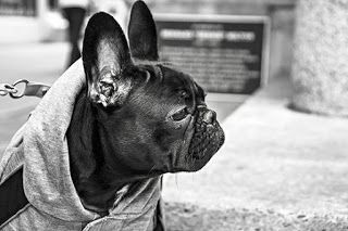 Cuidado de tu perro en invierno. !0 cosas importantes Cuidado de tu perro en invierno. !0 cosas importantes
