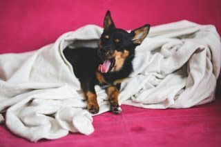 Cuidados de tu perro en invierno. 10 cosas importantes Cuidados de tu perro en invierno. 10 cosas importantes