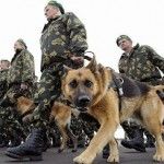 imagen perro militar