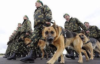 imagen perro militar