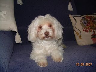 bichón maltesa bichón maltesa