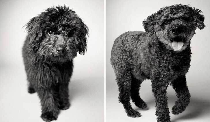 ¿Cómo será tu perro de viejo? Rufus de 6 meses a 10 años ¿Cómo será tu perro de viejo? Rufus de 6 meses a 10 años