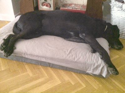 cómo hacer una funda para la cama de tu perro Funda para la cama de tu perro. Cómo hacerla de forma fácil