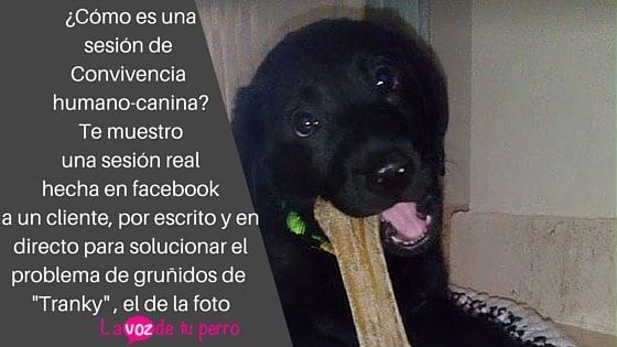 ¿Cómo es una sesión de Convivencia humano-canina?