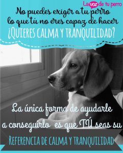 ¿Cómo le hablas a tu perro? imagen post La voz de tu perro